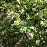 Helleborus lividus Leaf