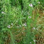 Verbena officinalis Habitus