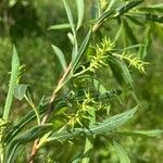 Salix exigua Φρούτο