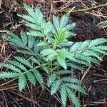 Melianthus comosus Blad