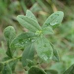 Pentanema spiraeifolium Leaf