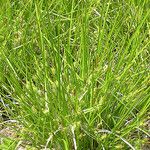 Carex cryptolepis Hábito