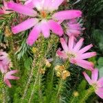 Erica verticillata Blatt