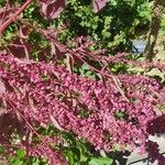 Atriplex hortensis Blomst