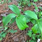 Polygonatum latifolium 葉