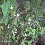 Silene latifolia പുഷ്പം