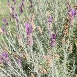 Lavandula pedunculata Blüte