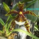 Phalaenopsis cornu-cervi Flor