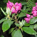 Rhododendron ferrugineum Blatt