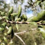 Quercus agrifolia Fulla