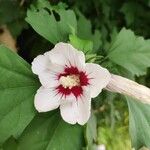 Hibiscus syriacusKvet