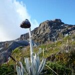 Senecio nivalis Çiçek