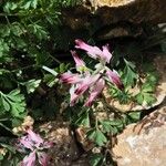 Fumaria muralis Fiore