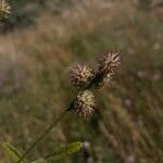 Onobrychis caput-galli Fruit