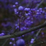 Callicarpa dichotoma Meyve