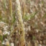 Trisetaria panicea Habit