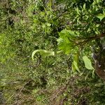 Arisaema tortuosum Hábitos