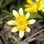 Ranunculus alismifolius Flower