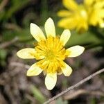 Ranunculus alismifolius Цветок