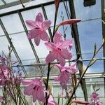 Watsonia marginata Blüte