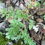 Erodium lebelii Blatt