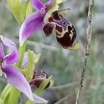 Ophrys scolopax Flower