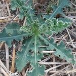 Sonchus asperLeaf