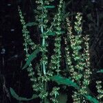 Rumex abyssinicus Blomst