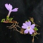 Primula reptans