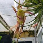 Phragmipedium longifolium