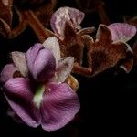 Ormosia velutina Flower