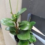 Peperomia magnoliifolia ᱥᱟᱠᱟᱢ