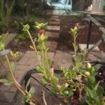 Portulaca umbraticolaЦветок