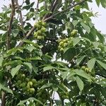 Staphylea pinnata Libunga