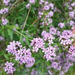 Buddleja alternifolia फूल