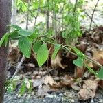 Prunus spinosa Лист