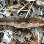 Eulophia maculata Leaf