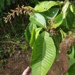 Miconia trinervia Leaf