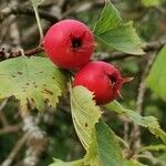 Crataegus submollis Fruit