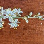 Trachyandra saltii Λουλούδι