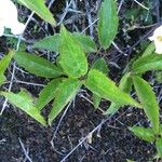 Clematis mauritiana Leaf