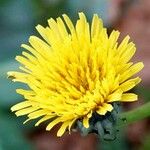 Sonchus oleraceus Flower