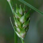 Carex punctata Fruitua