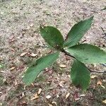 Crataegus nigra Leaf