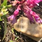 Anacamptis papilionacea Flower