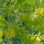Isatis tinctoria Fruit