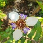 Neomarica gracilis 花