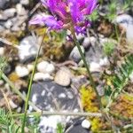 Astragalus onobrychis Λουλούδι