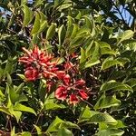 Erythrina crista-galliLorea