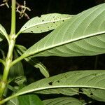 Palicourea angustifolia Hoja